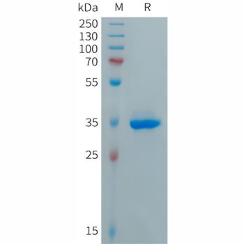 Human NPY Protein, hFc Tag