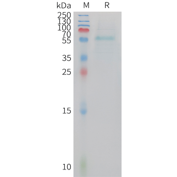Human B7-H7(23-137) Protein, hFc Tag