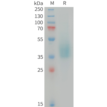 Human ACVR2A Protein, mFc Tag