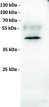 MICA Antibody
