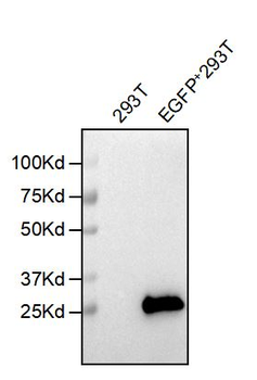 EGFP Antibody