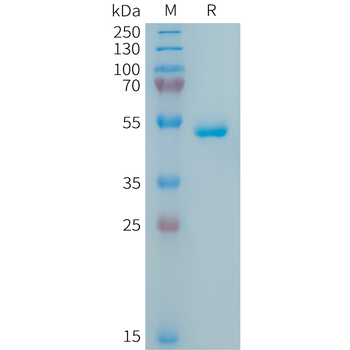 SARS-CoV-2 (2019-nCoV) S protein RBD, mFc Tag