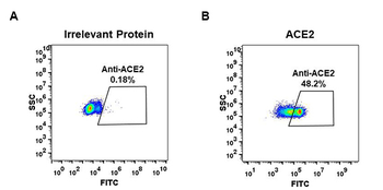 ACE2 Antibody