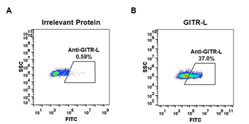 GITR Ligand Antibody