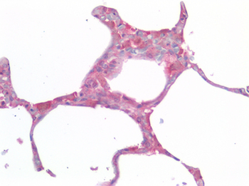 IL-33 Antibody