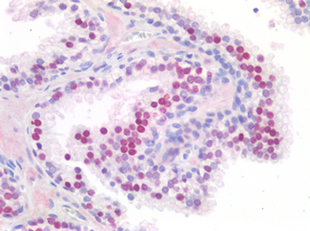 FOXA1 Antibody