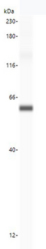 ATG16L1/ATG16L Antibody