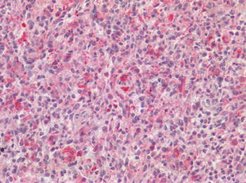AIF1/IBA1 Antibody