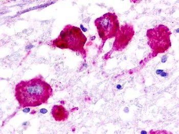 GPR183/EBI2 Antibody