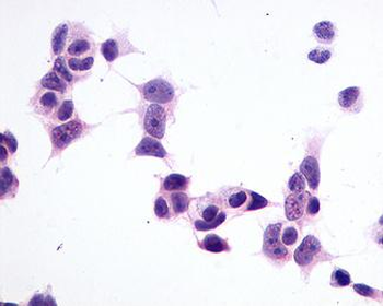 GPR1 Antibody
