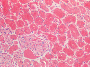 DPP4/CD26 Antibody