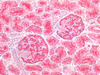 DPP4/CD26 Antibody