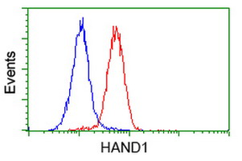HAND1 Antibody