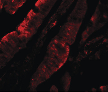 TFPI/LACI Antibody