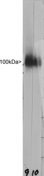 LAMP1/CD107a Antibody