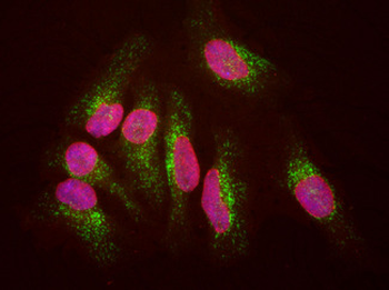 LAMP1/CD107a Antibody