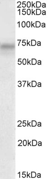 PLK3 Antibody