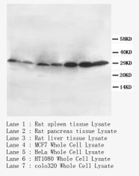 CD40L Antibody