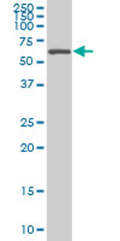 AATF Antibody