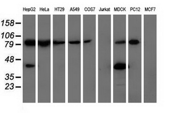 ALDH1L1 Antibody