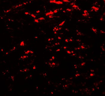 GABARAPL2/ATG8 Antibody