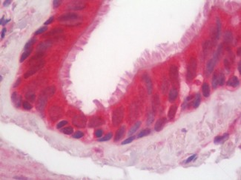 SMCO1 Antibody