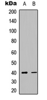 CXCR4 Antibody