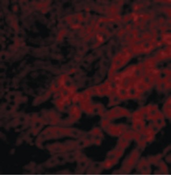 BCL2A1 Antibody