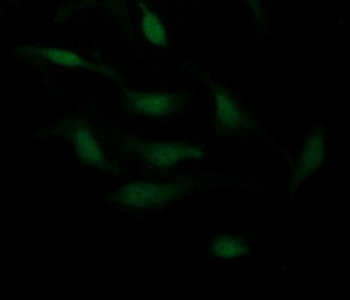 CDH3/P-Cadherin Antibody