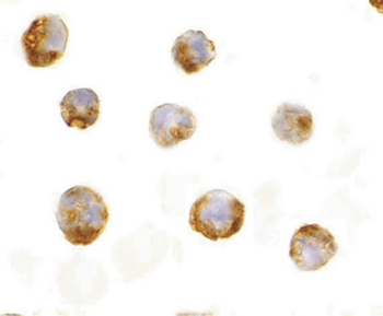 IL23A/IL-23 p19 Antibody