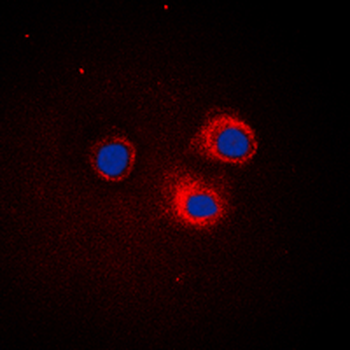 NFKBIE/IKB Epsilon Antibody