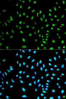 NCF2/NOXA2/p67phox Antibody