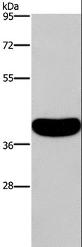 CRELD2 Antibody