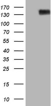 ANPEP/CD13 Antibody