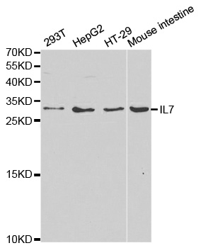 IL7 Antibody