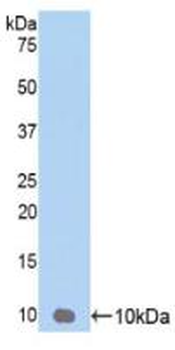 CXCL3/GRO Gamma Antibody