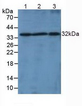 Lymphotoxin-Beta/LTB Antibody