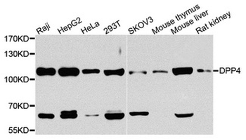 DPP4/CD26 Antibody