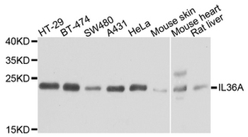 IL36A Antibody
