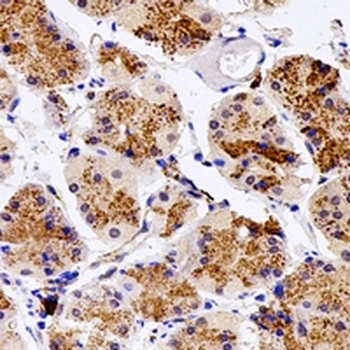 SGSH Antibody