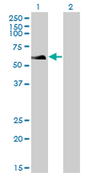 RAD18 Antibody