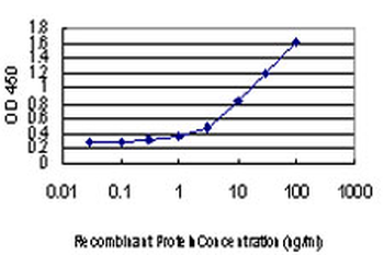 RAD18 Antibody