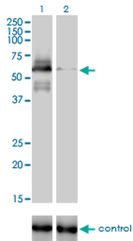 RAD18 Antibody