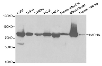 HADHA Antibody