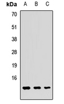GUCA2A/Guanylin Antibody