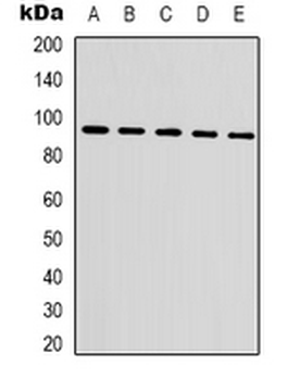 CTNNB1/Beta Catenin Antibody