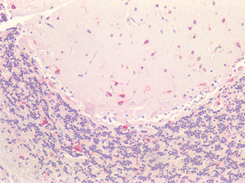 EPDR/EPDR1 Antibody
