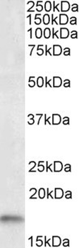 AIF1/IBA1 Antibody