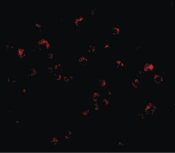 TRIM25 Antibody
