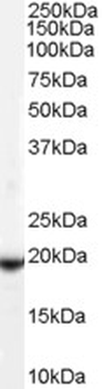 GPX4/MCSP Antibody